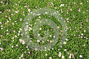 Green lawn with lot of daisy white and pink flowers