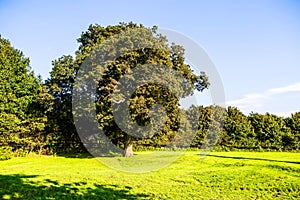 Green lawn and old trees at Margam country park grounds, Whales