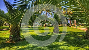 Green lawn with palm trees at a sea resort