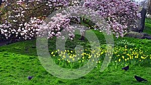 Green lawn in park with birds, yellow daffodils and blossoming magnolia tree in English garden at sunny day