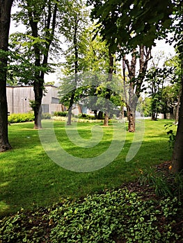 Green lawn in the park with trees and grass on the ground