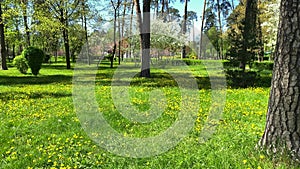 A green lawn in the park where conifers and dandelions grow.