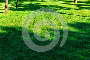 Green lawn with shadows of tree as abstract background, bright sunny day in city park, fall season