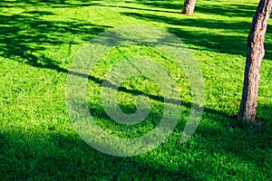 Green lawn with shadows of tree as abstract background, bright sunny day in city park, fall season