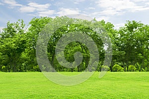 Green lawn with tall trees, bright sky at morning