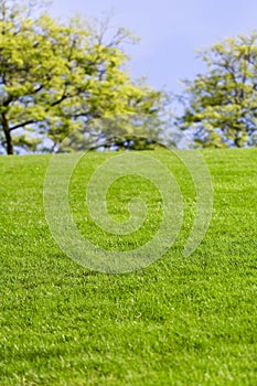 Green Lawn and tree
