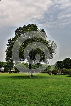 green lawn and trees