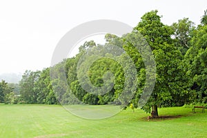 Green lawn and trees