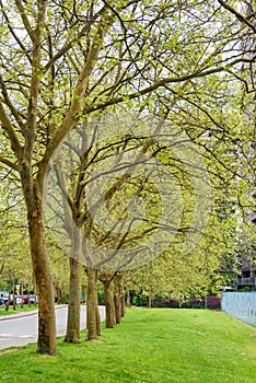 Green lawn and trees coming into leaves along the road