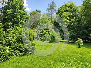 Green lawn and trees in garden