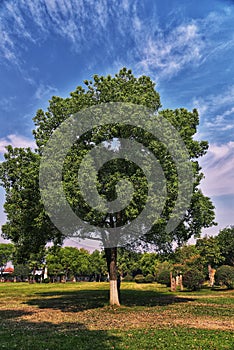 green lawn and trees of a garden