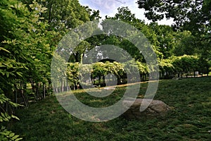 green lawn and trees of a garden