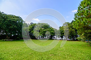 Green lawn and trees in garden