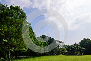 Green lawn and trees in garden landscape