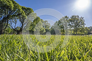 Green lawn with trees in park with sunny light rays. Natural spring environment. Spring grass background texture. Green grass in