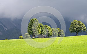 Green lawn and trees with wooden stable in ramsau dachstein