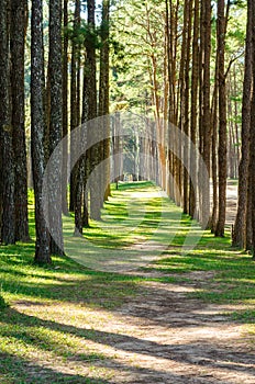 Green lawn walkway under pine trees