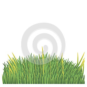 Green lawn on a white background