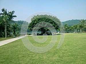 Green lawn in xianhu botanical garden