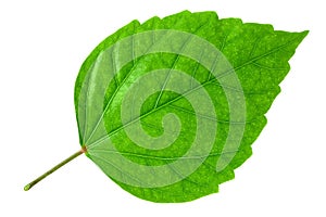 Zelený list 