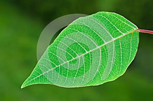 Green Leaf