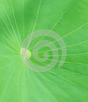 Green leaf