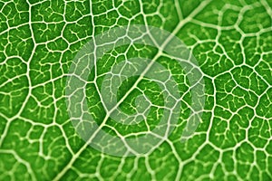 Green leaf