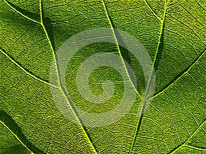 Green leaf 4