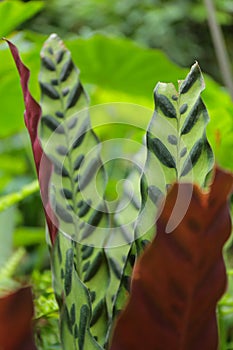 Green leaf