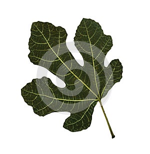 Green leaf