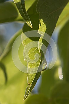 Green leaf