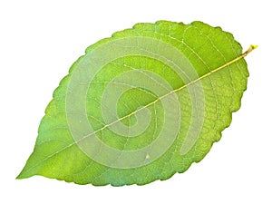 Green leaf