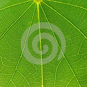 Green leaf