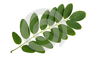 Green leaf of acacia tree photo