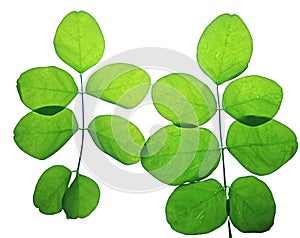 Green leaf of acacia

tree
