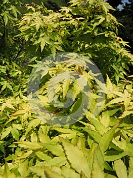 Green leaf Acer palmatum hessei ornamental tree in the botanical garden.