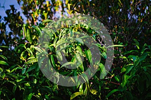 Green leaf agains shallow depth of field for background and environment concept