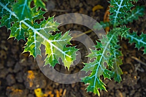 Green leaf at agriculture field in india