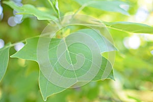 A green leaf