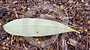 A green leaf amongst dried twigs and leaves