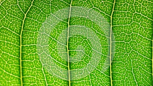 Green leaf analysis