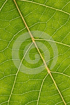 Green leaf with anatomy and structure, macro view