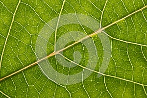 Green leaf with anatomy and structure, macro view