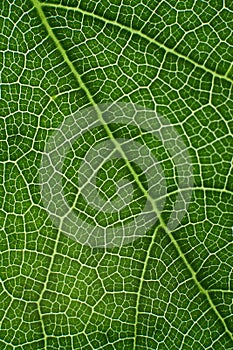 green leaf with anatomy and structure, macro view anatomy and texture green leaf