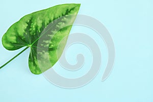 Green leaf of anthurium on the light blue paper background.