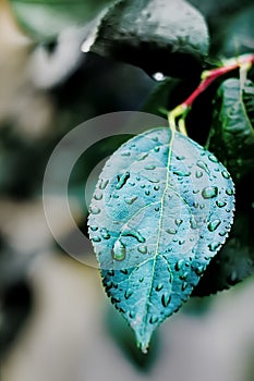 Green leaf of Apple tree with rain drops