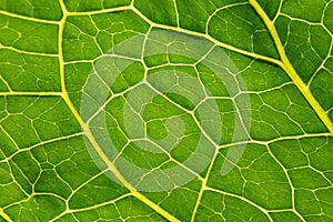 Green leaf Armoracia close-up, texture Leaf Horseradish close up. Macro. Armoracia rusticana. Armoracia