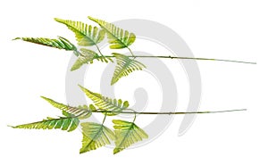 Green Leaf Artificial many tropical leaves with branch. Dark green leaves of tropical artificial fake palm, tropical foliage plant