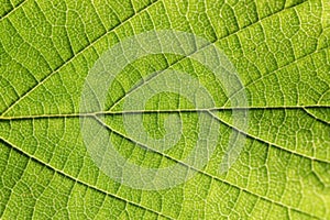 Green leaf as natural background