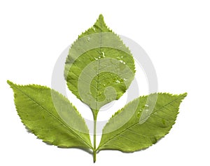 Green leaf of ash tree isolated on white background